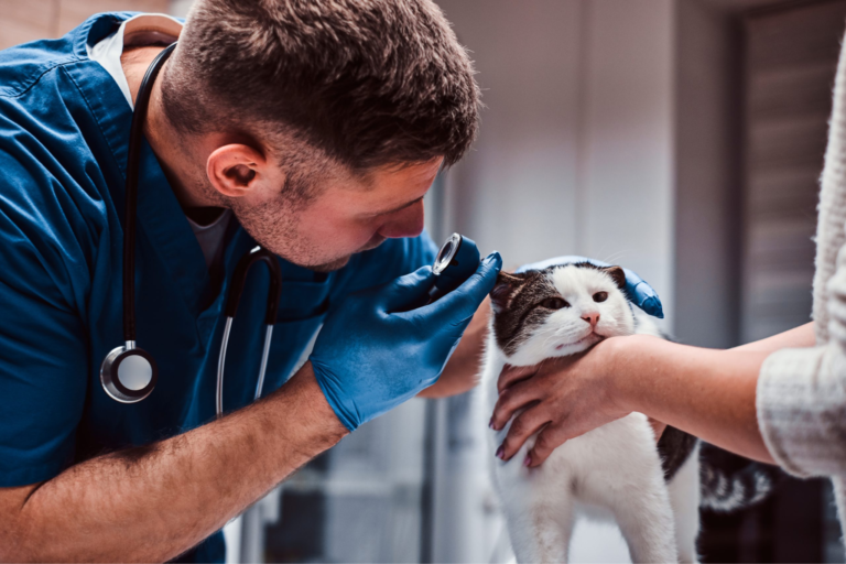 Understanding the Financial Security Disability Coverage Offers Veterinarians 